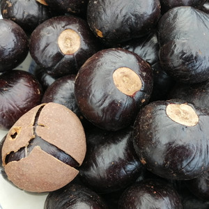 AESCULUS GLABRA (BUCKEYE) CONKER seed image