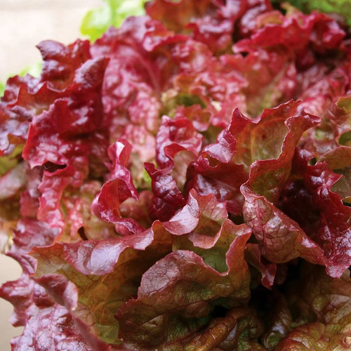 LETTUCE NEW RED FIRE seed image