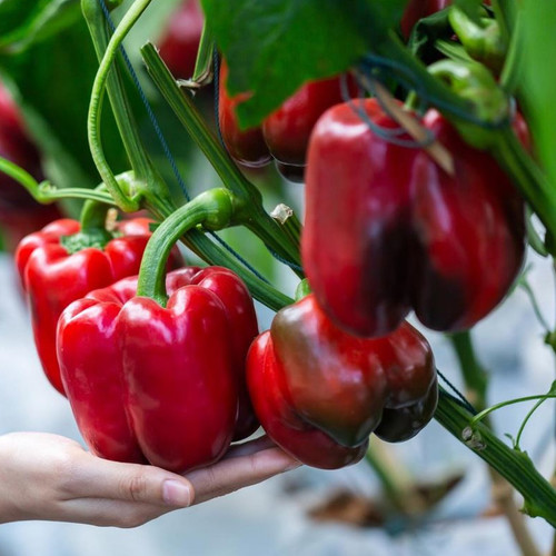 PEPPER CALIFORNIAN WONDER seed image
