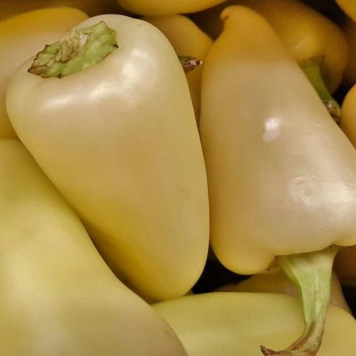 PEPPER CALORO seed image