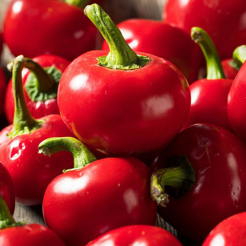 PEPPER CHERRY BOMB seed image
