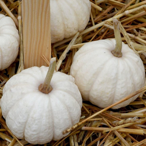 PUMPKIN BABY BOO seed image