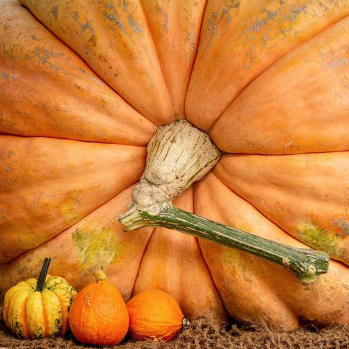 PUMPKIN DILL'S ATLANTIC GIANT seed image