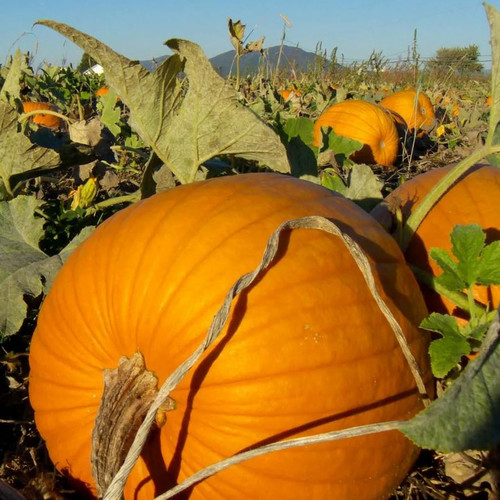 PUMPKIN HUNDRED WEIGHT seed image