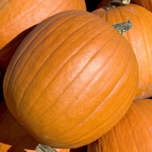 PUMPKIN TOM FOX seed image