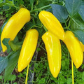 PEPPER LEMON DREAM seed image