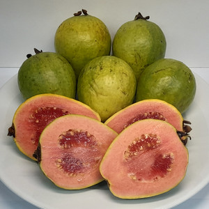 GUAVA PINK seed image