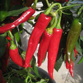PEPPER LHASA F1 seed image