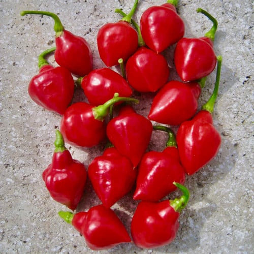 PEPPER SPINNING TOPS seed image
