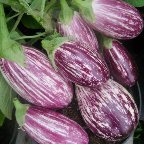 AUBERGINE RASPBERRY RIPPLE F1 seed image