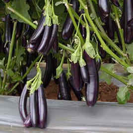 AUBERGINE BLACK SAUSAGE seed image