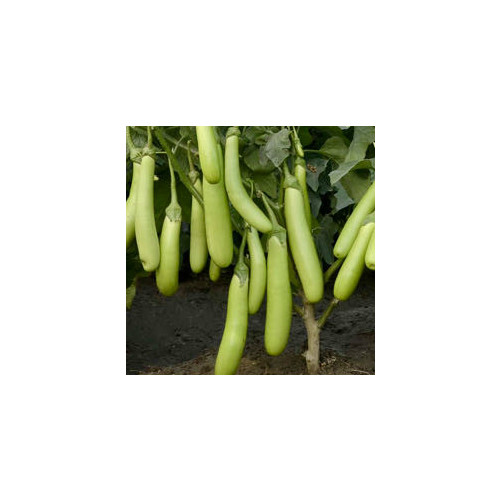 AUBERGINE GREEN SAUSAGE F1 seed image