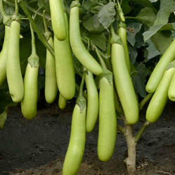 AUBERGINE GREEN SAUSAGE F1 seed image