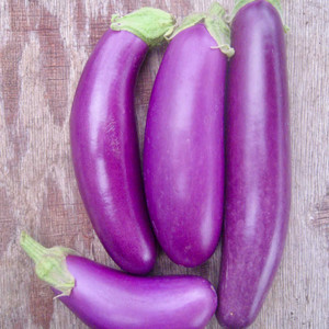 AUBERGINE LILAC SAUSAGE F1 seed image