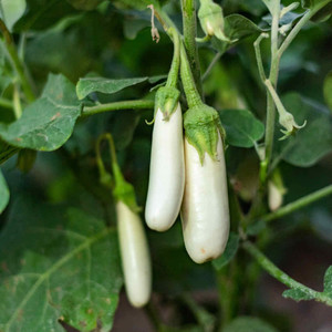 AUBERGINE WHITE SAUSAGE F1 seed image
