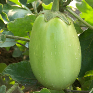 AUBERGINE GREEN STUFFER F1 seed image