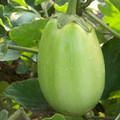 AUBERGINE GREEN STUFFER F1 seed image