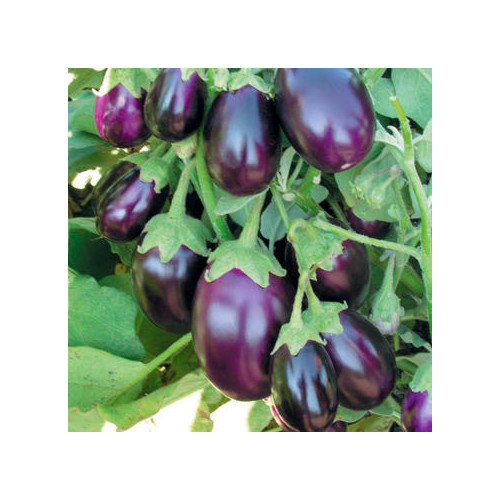 AUBERGINE PURPLE STUFFER F1 seed image