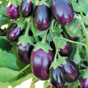 AUBERGINE PURPLE STUFFER F1 seed image