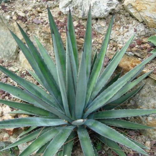 AGAVE FUNKIANA seed image