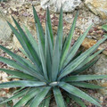 AGAVE FUNKIANA seed image