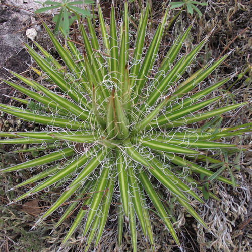 AGAVE MULTIFILIFERA seed image