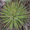 AGAVE MULTIFILIFERA seed image