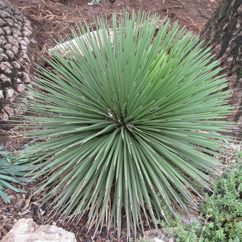 AGAVE STRICTA seed image