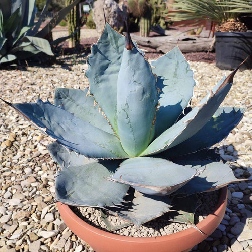 AGAVE TITANOTA BLUE seed image