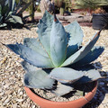 AGAVE TITANOTA BLUE seed image