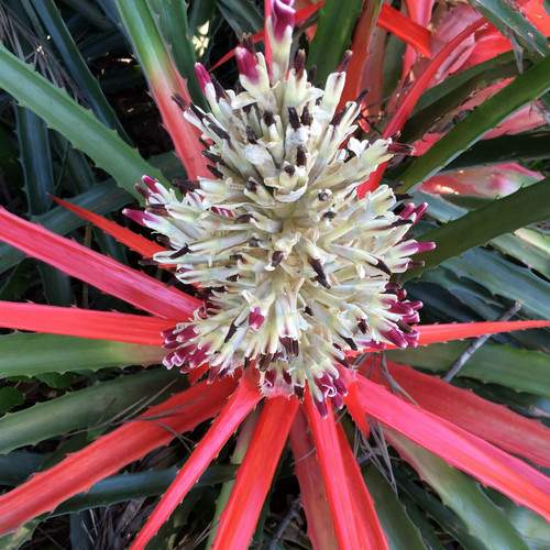 BROMELIA PINGUIN seed image