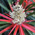 BROMELIA PINGUIN seed image