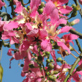 CEIBA SPECIOSA seed image