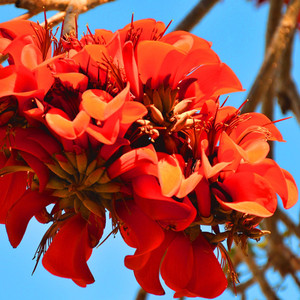 ERYTHRINA CAFFRA seed image