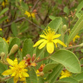 GREWIA FLAVA seed image