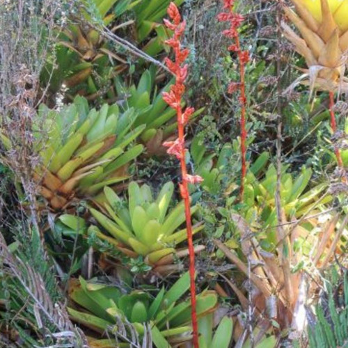 GUZMANIA CANDELABRUM seed image