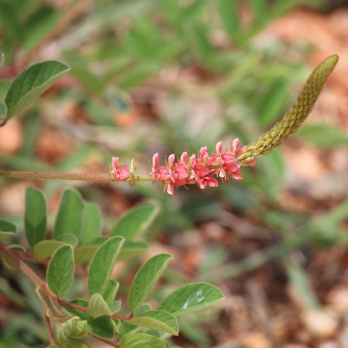 INDIGOFERA HIRSUTA seed image