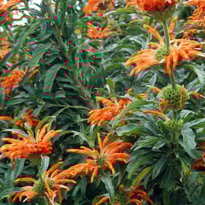 LEONOTIS LEONURUS seed image
