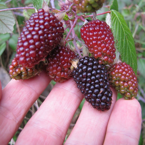 RASPBERRY GLAUCUS (ANDEAN VARIETY) seed image
