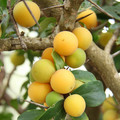 KEI APPLE seed image