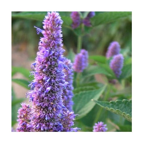 AGASTACHE RUGOSA HONEY BEE BLUE seed image