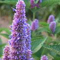 AGASTACHE RUGOSA HONEY BEE BLUE seed image