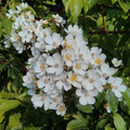 ROSA FILIPES KIFTSGATE seed image