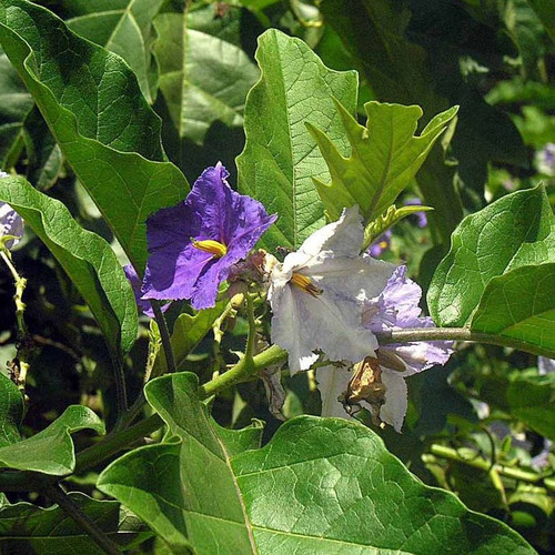 SOLANUM MACRANTHUM seed image