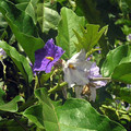 SOLANUM MACRANTHUM seed image