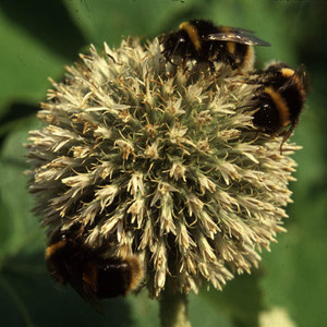 GIANT COLLECTION seed image
