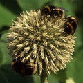GIANT COLLECTION seed image