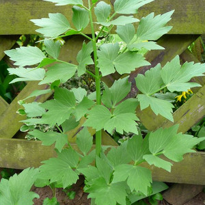 HERB LOVAGE seed image