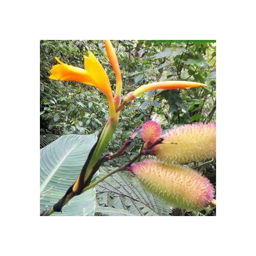 CANNA JAEGERIANA seed image