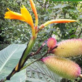 CANNA JAEGERIANA seed image